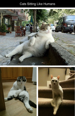 tastefullyoffensive:  Cats Sitting Like Humans [x]Previously: