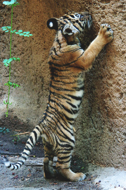 bejarj:  Curious Tiger cub