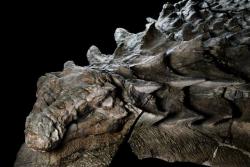 strangebiology:  This 110 million-year-old, armored plant-eater