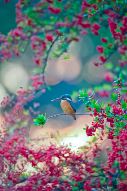 djferreira224:  Kingfisher 