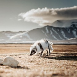 everythingfox: Arctic fox in their summer coat Photo by  Ömer