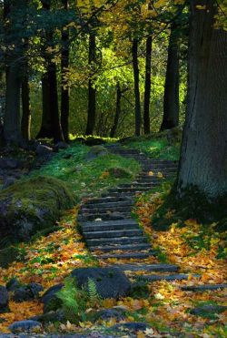 lori-rocks:  Forest Path, Ukraine, via pinterestdrsnglr