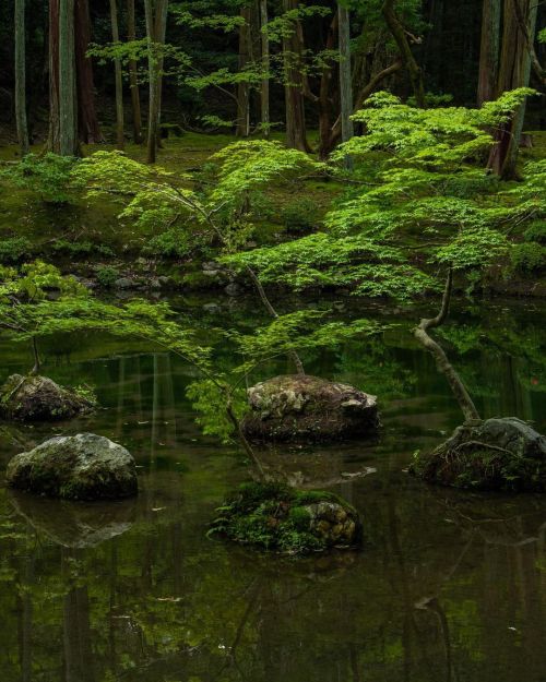 uroko:    西芳寺/苔庭 Saiho-ji Temple/Moss Garden 💚✨