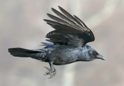 thalassarche:  American Crow (Corvus brachyrhynchos) - photo
