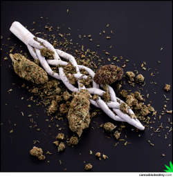 cannabisdestiny:  Joint Origami: The Braided Joint 