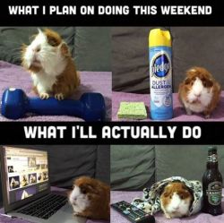 ohmyguineapigs:EXPECTATION VS REALITY. Guys, this is so accurate!!