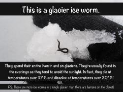 scienceyoucanlove:      Yes, worms really do live in glaciers