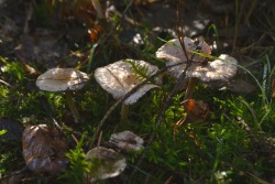 eumycota:  mushrooms I spotted this morning