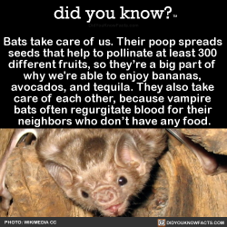 did-you-kno:  Bats take care of us. Their poop spreads  seeds