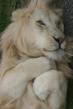 secretdreamlife:  White Lion~National Geographic photographer