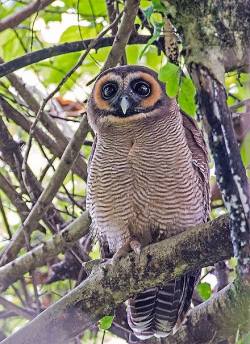 rhamphotheca:  Brown Wood Owl (Strix leptogrammica) at Surrey