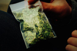 Weed | Marijuana | Cannabis