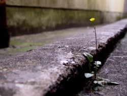  nothing says hope quite like flowers growing through the cracks