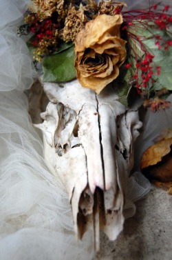 wolftea:  deer skull, dried flowers, fabric and false berries 