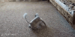 Animated Gifs