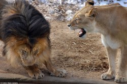 sixpenceee:  The male lion cowers his head as he is given an