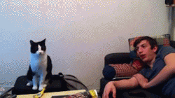 ohaithereyou:  gamermatty936:   the cat looks so ashamed to have
