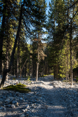 staudnhuckn: Hiking trail through a  Swiss mountain pine (Pinus