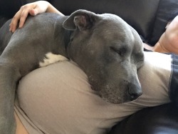 awwww-cute:My dog is extremely attached to me now that I’m