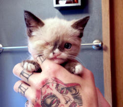teaisquintessential:   Meet Sir Stuffington, an one eyed kitty