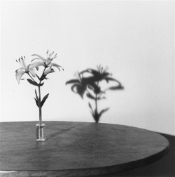 zzzze: Robert Mapplethorpe Lily, 1979 Silver print