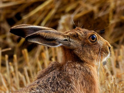 Can you hear me now? (Brown Hare, UK)