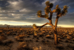 lillypotpie:  Joshua Tree at Sunset by sandy.redding on Flickr.