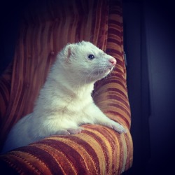 nunyabizni:  thespectacularspider-girl:   scionofscone:  cannonball-the-ferret: