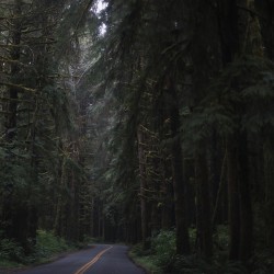 she-explores:  driving into a rainforest in the United States