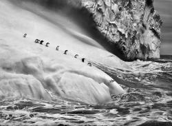 sixpenceee:  Antarctic ice shelf, Penguins queuing to dive off.