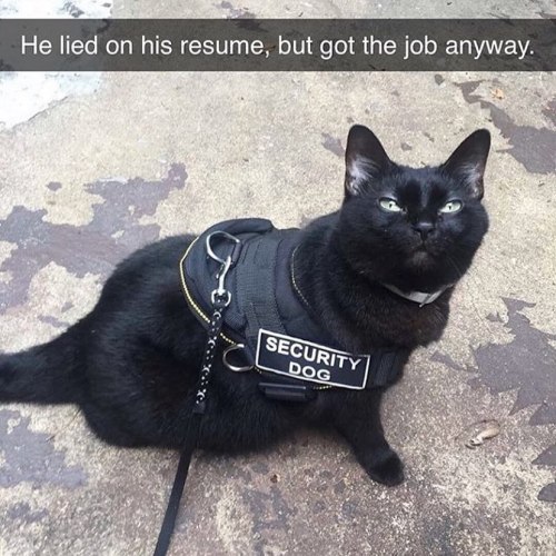 loloftheday:  clickbait cat