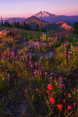 saepphire:   llbwwb:  Alpine Gems by Alan Howe  ❁ 