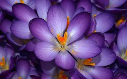 brilliantbotany:  Crocuses are in the same family as irises,