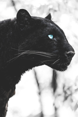 cknd:  Black Leopard | more