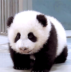 the-personal-quotes:  feeling sad? look at this baby animal