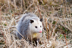 opossummypossum:  Opossum by Jason Shoemaker Photography on Flickr.