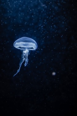 wavemotions:small little jellyfish by mueller nxt