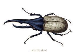 oldbookillustrations:  Hercules beetle.  Samuel Howitt, from