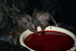 sixpenceee:  Vampire bats drinking blood. Vampire bats feed