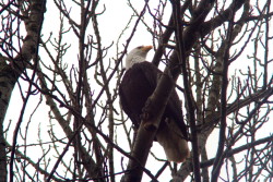 morepicturethanperfect:  This one flew over to the tree beside