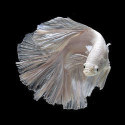 oecologia:  The Colorful Siamese Fighting Fish by visarute