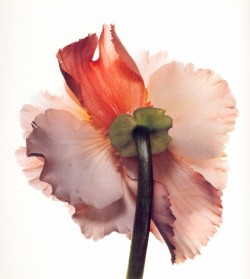 scandinaviancollectors:  IRVING PENN, Tuberous Begonia, New York,