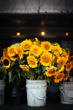 lifeinthepacificnorthwest:  Sunflowers at Pike Place Market;