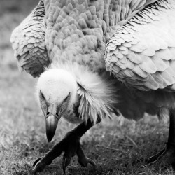 nickaldridge:  Mr Bones. Cape Vulture. Radical Raptors. © Nick