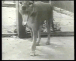 taigas-den:zombikaze:Tasmanian Tiger (extinct)This is footage
