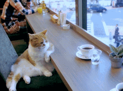bodegacat:  spiteandcaffeine:  Me too little guy, me too.   Coffee