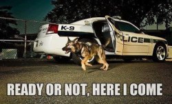 policecars:  Ready or Not…