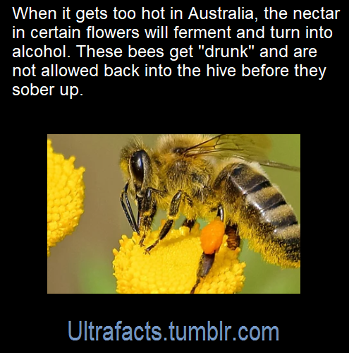 ultrafacts:  Source: [x]Click HERE for more facts!