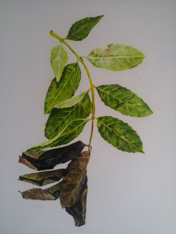 hollyclarerees:  Ash Dieback, 2013. Oil on paper, part of the