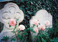 n0rthwind:  Charmouth Churchyard Roses by long may she rain ☂